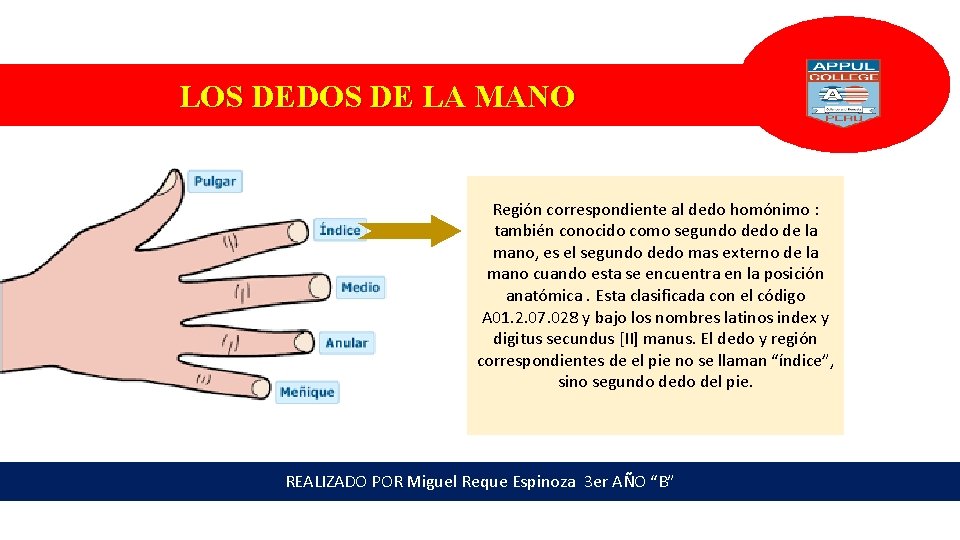 LOS DEDOS DE LA MANO Región correspondiente al dedo homónimo : también conocido como