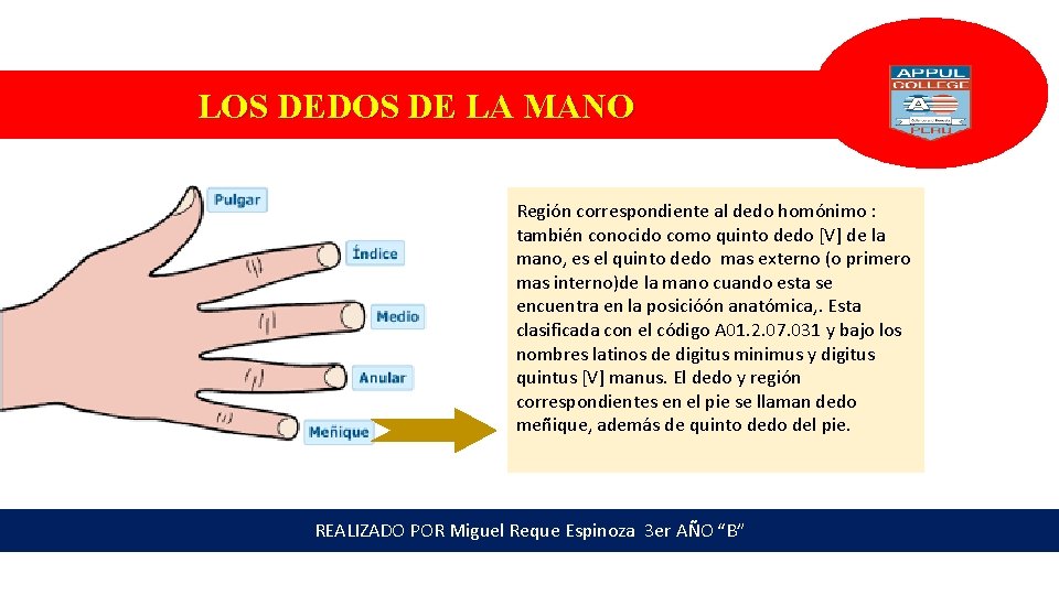 LOS DEDOS DE LA MANO Región correspondiente al dedo homónimo : también conocido como