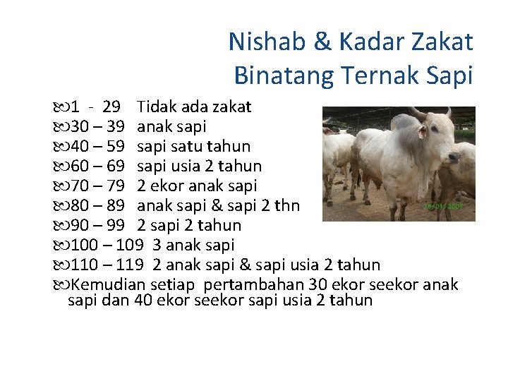 Nishab & Kadar Zakat Binatang Ternak Sapi 1 - 29 Tidak ada zakat 30
