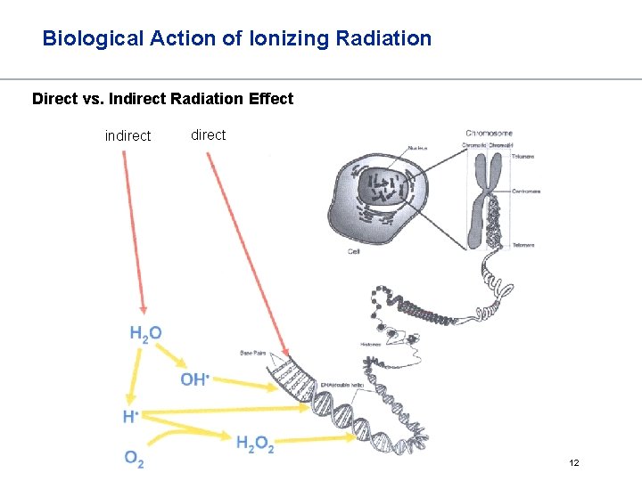 Biological Action of Ionizing Radiation Direct vs. Indirect Radiation Effect indirect 12 