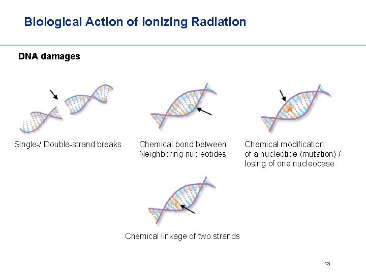 Biological Action of Ionizing Radiation DNA damages Single-/ Double-strand breaks Chemical bond between Neighboring