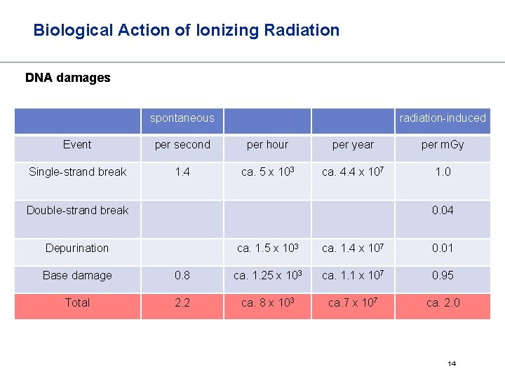 Biological Action of Ionizing Radiation DNA damages spontaneous radiation-induced Event per second per hour