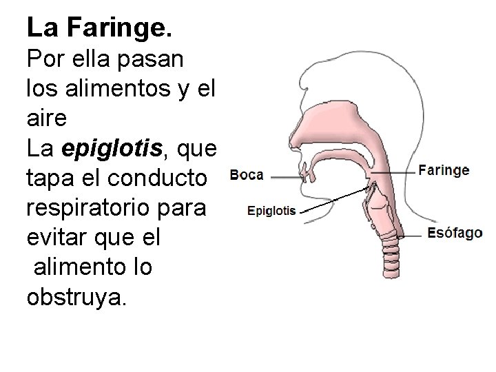 La Faringe. Por ella pasan los alimentos y el aire La epiglotis, que tapa