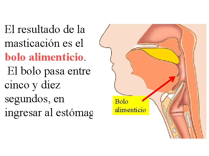 El resultado de la masticación es el bolo alimenticio. El bolo pasa entre cinco