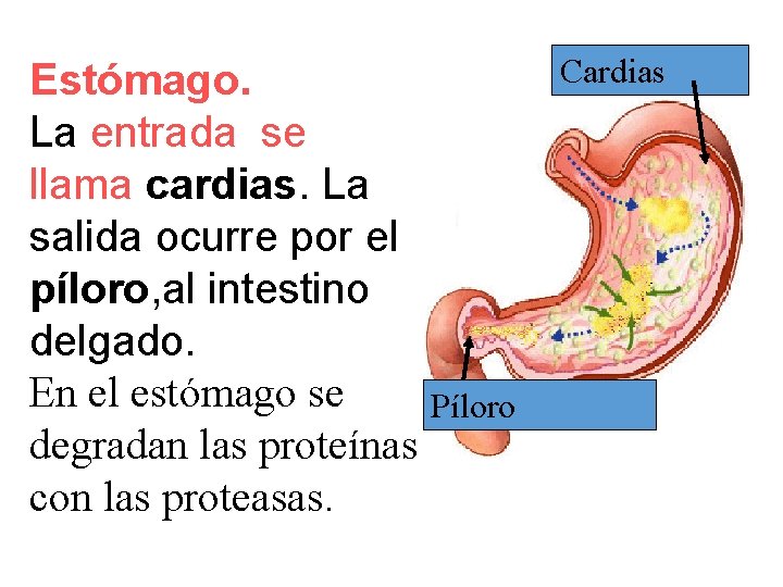 Estómago. La entrada se llama cardias. La salida ocurre por el píloro, al intestino