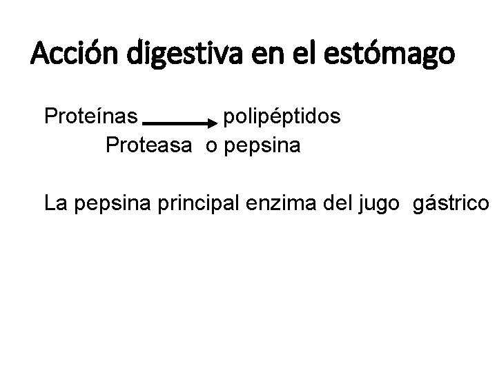 Acción digestiva en el estómago Proteínas polipéptidos Proteasa o pepsina La pepsina principal enzima