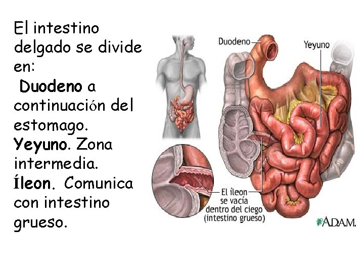 El intestino delgado se divide en: Duodeno a continuación del estomago. Yeyuno. Zona intermedia.