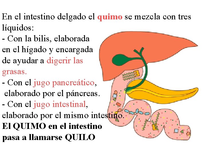 En el intestino delgado el quimo se mezcla con tres líquidos: - Con la