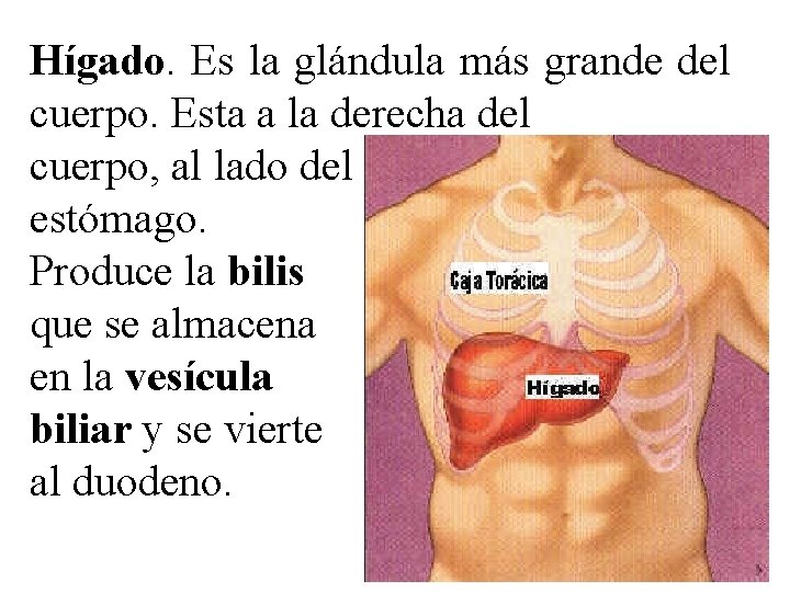 Hígado. Es la glándula más grande del cuerpo. Esta a la derecha del cuerpo,