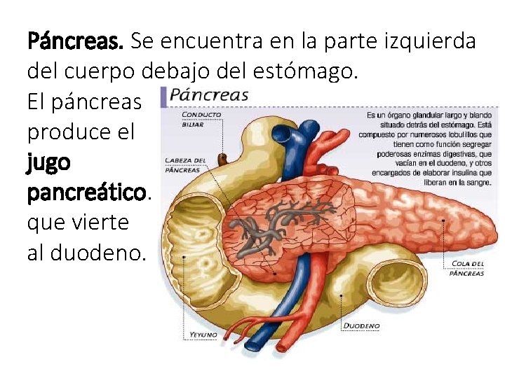 Páncreas. Se encuentra en la parte izquierda del cuerpo debajo del estómago. El páncreas