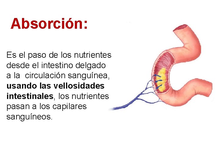 Absorción: Es el paso de los nutrientes desde el intestino delgado a la circulación