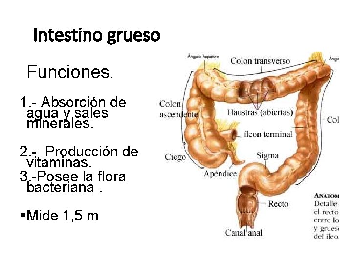 Intestino grueso Funciones. 1. - Absorción de agua y sales minerales. 2. - Producción