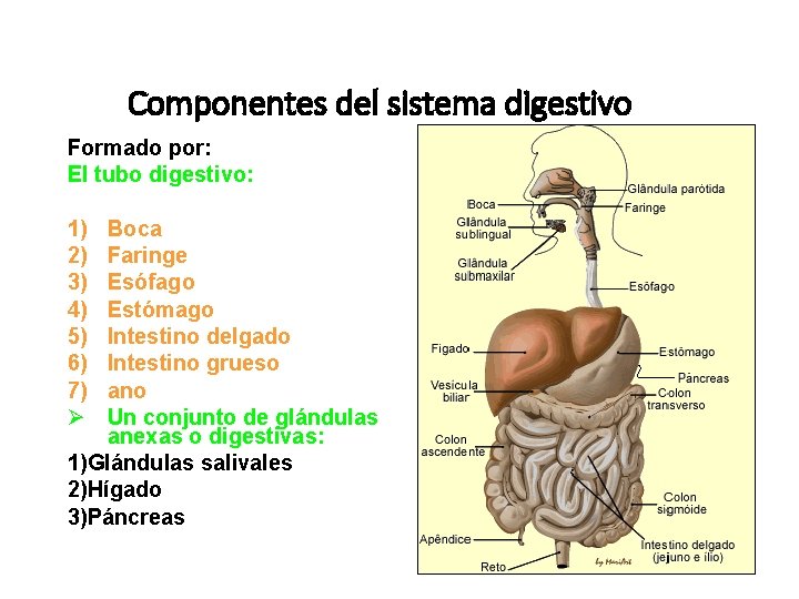 Componentes del sistema digestivo Formado por: El tubo digestivo: 1) 2) 3) 4) 5)