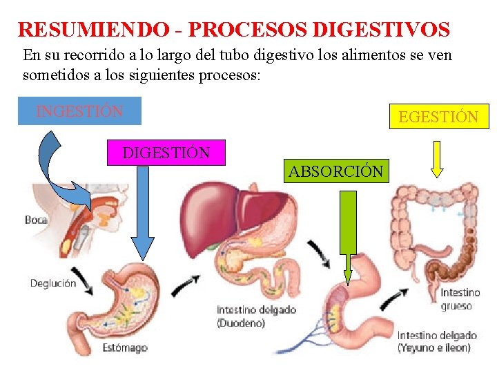 RESUMIENDO - PROCESOS DIGESTIVOS En su recorrido a lo largo del tubo digestivo los