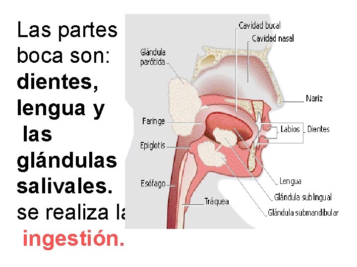 Las partes boca son: dientes, lengua y las glándulas salivales. se realiza la ingestión.