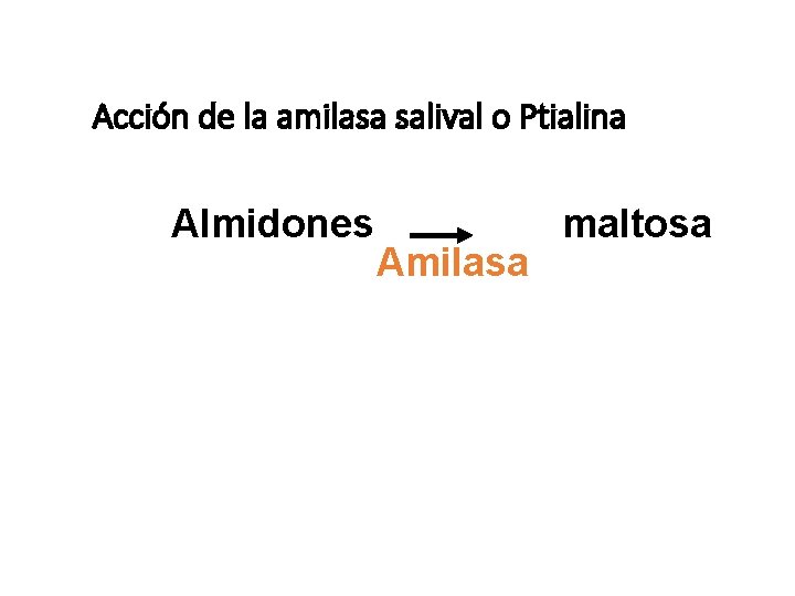 Acción de la amilasa salival o Ptialina Almidones Amilasa maltosa 