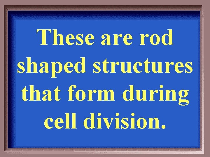 These are rod shaped structures that form during cell division. 