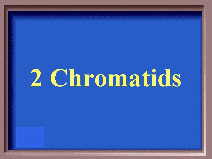 2 Chromatids 