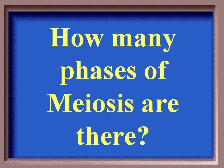 How many phases of Meiosis are there? 