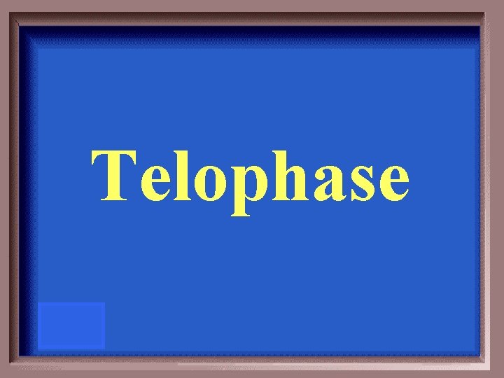 Telophase 