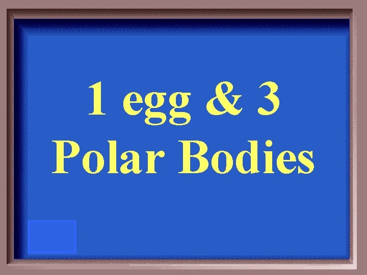 1 egg & 3 Polar Bodies 