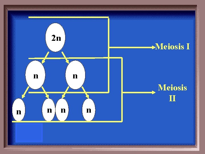 2 n n Meiosis II n n 