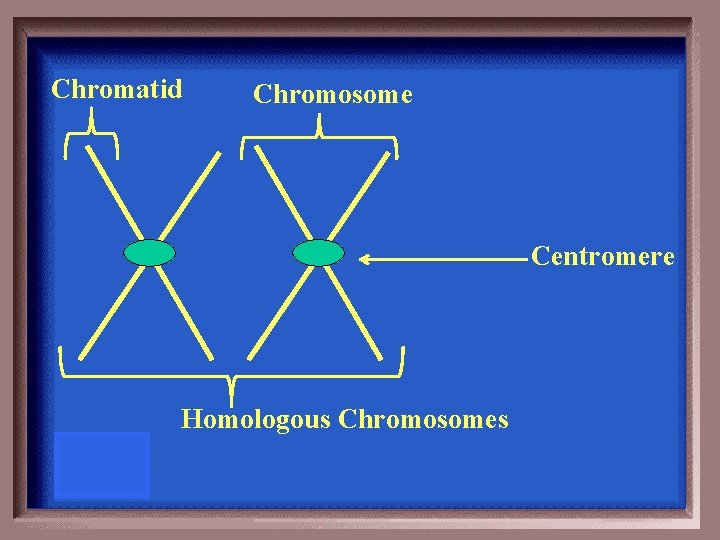 Chromatid Chromosome Centromere Homologous Chromosomes 
