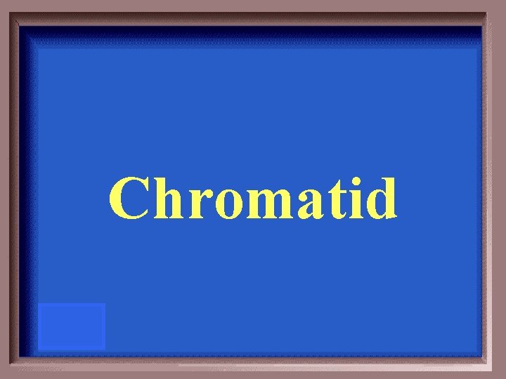 Chromatid 