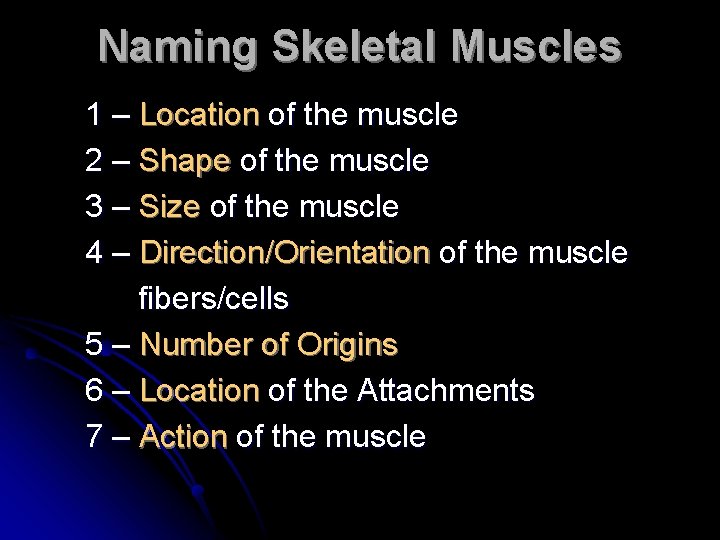 Naming Skeletal Muscles 1 – Location of the muscle 2 – Shape of the