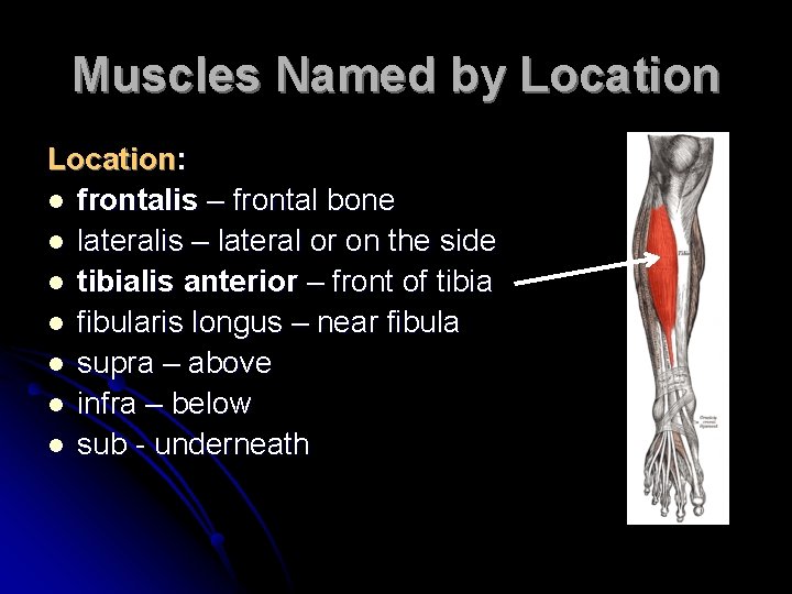 Muscles Named by Location: l frontalis – frontal bone l lateralis – lateral or