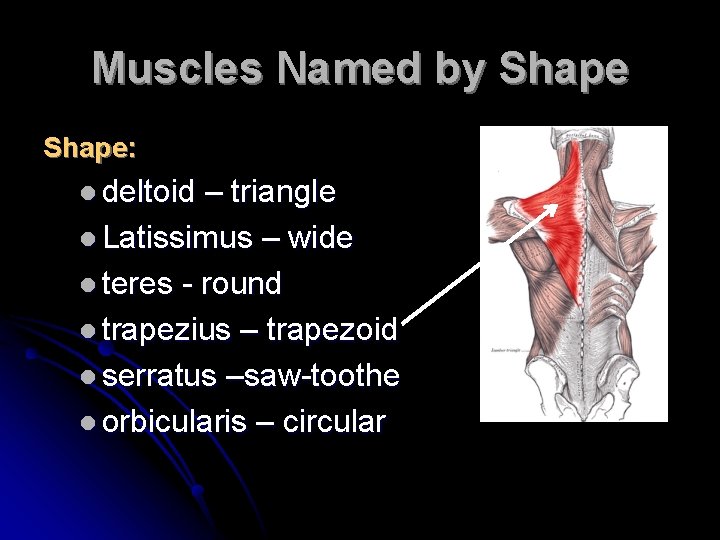 Muscles Named by Shape: l deltoid – triangle l Latissimus – wide l teres