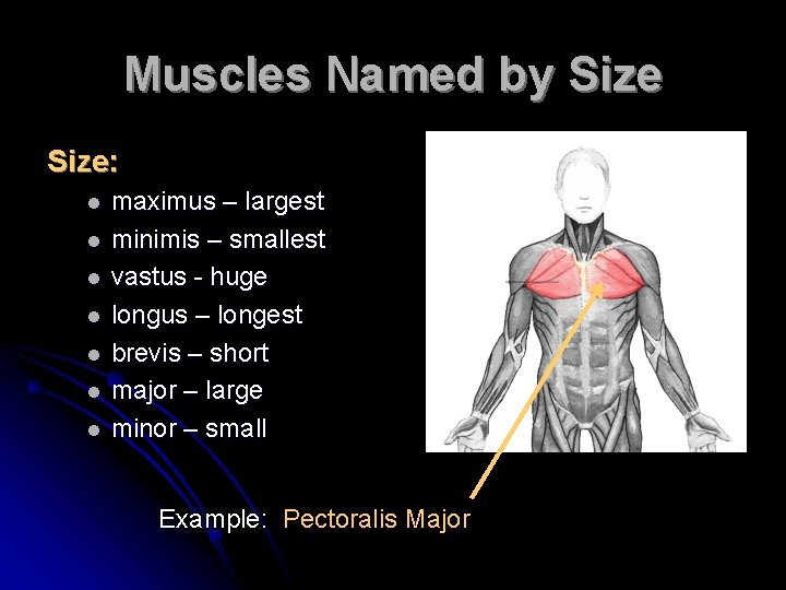 Muscles Named by Size: l l l l maximus – largest minimis – smallest