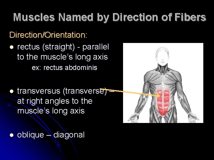 Muscles Named by Direction of Fibers Direction/Orientation: l rectus (straight) - parallel to the