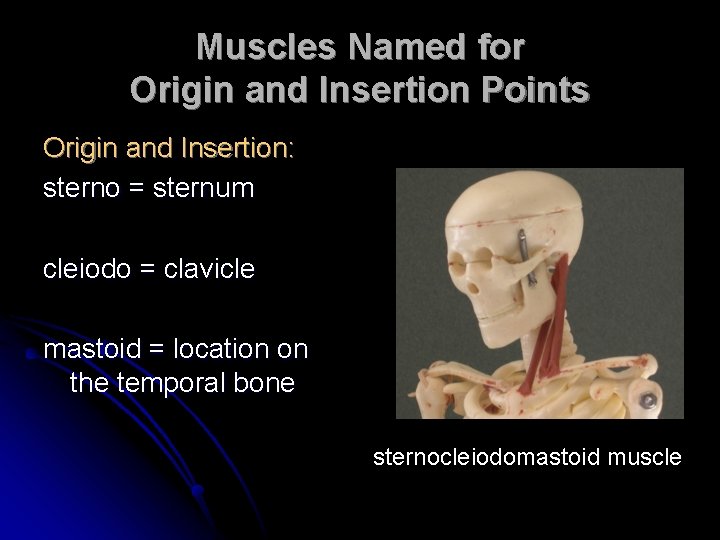 Muscles Named for Origin and Insertion Points Origin and Insertion: sterno = sternum cleiodo