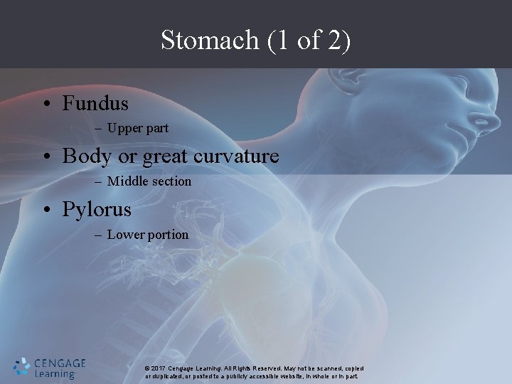 Stomach (1 of 2) • Fundus – Upper part • Body or great curvature