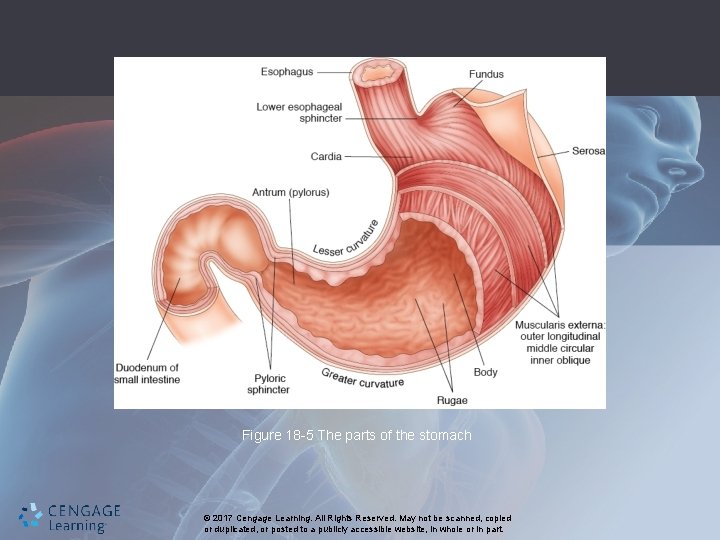 Figure 18 -5 The parts of the stomach © 2017 Cengage Learning. All Rights