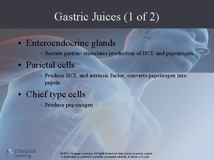 Gastric Juices (1 of 2) • Enteroendocrine glands – Secrete gastrin- stimulates production of