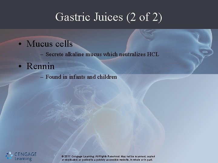 Gastric Juices (2 of 2) • Mucus cells – Secrete alkaline mucus which neutralizes