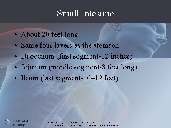 Small Intestine • • • About 20 feet long Same four layers as the