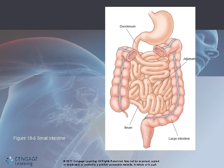 Figure 18 -6 Small intestine © 2017 Cengage Learning. All Rights Reserved. May not