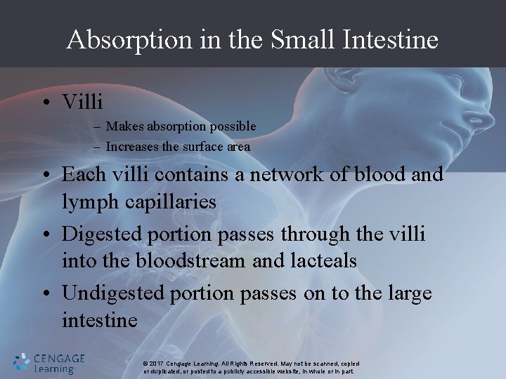 Absorption in the Small Intestine • Villi – Makes absorption possible – Increases the