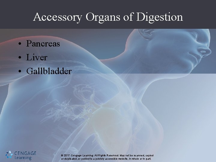 Accessory Organs of Digestion • Pancreas • Liver • Gallbladder © 2017 Cengage Learning.