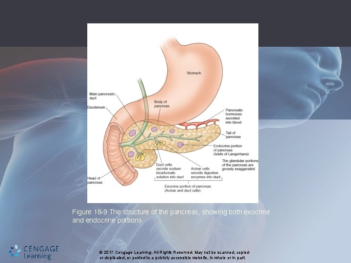 Figure 18 -9 The structure of the pancreas, showing both exocrine and endocrine portions
