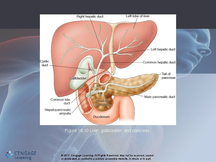 Figure 18 -10 Liver, gallbladder, and pancreas © 2017 Cengage Learning. All Rights Reserved.