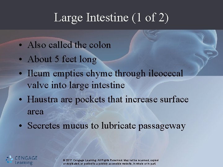 Large Intestine (1 of 2) • Also called the colon • About 5 feet