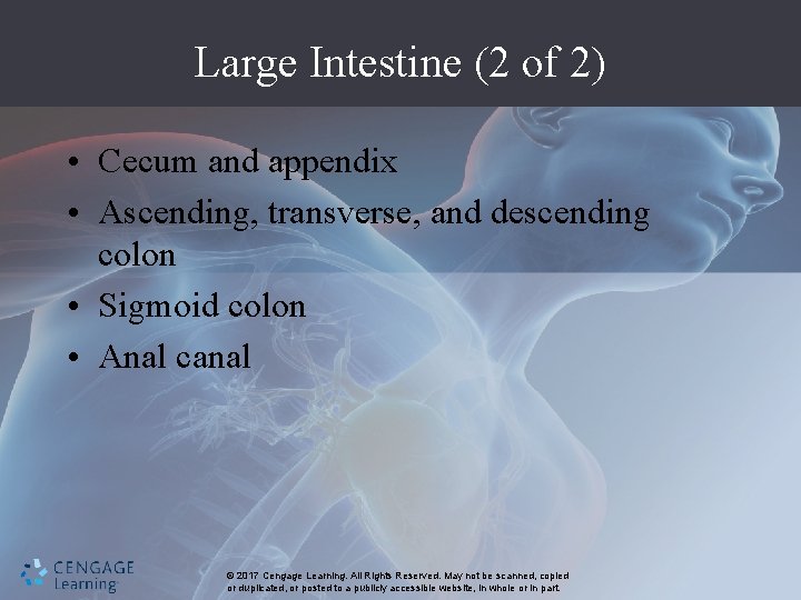 Large Intestine (2 of 2) • Cecum and appendix • Ascending, transverse, and descending