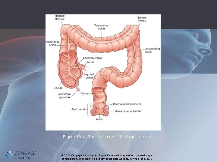 Figure 18 -11 The structure of the large intestine © 2017 Cengage Learning. All