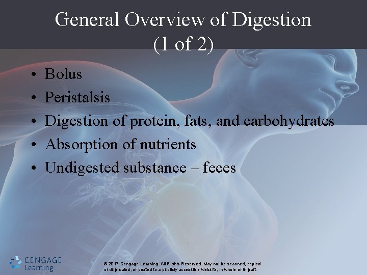 General Overview of Digestion (1 of 2) • • • Bolus Peristalsis Digestion of