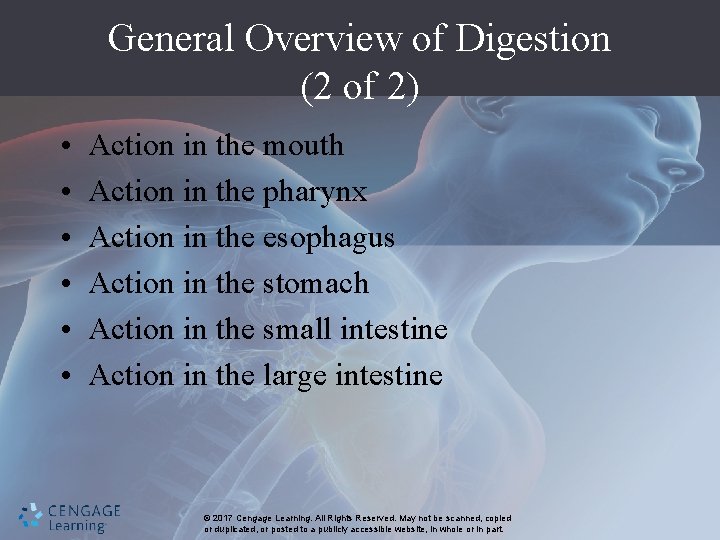 General Overview of Digestion (2 of 2) • • • Action in the mouth