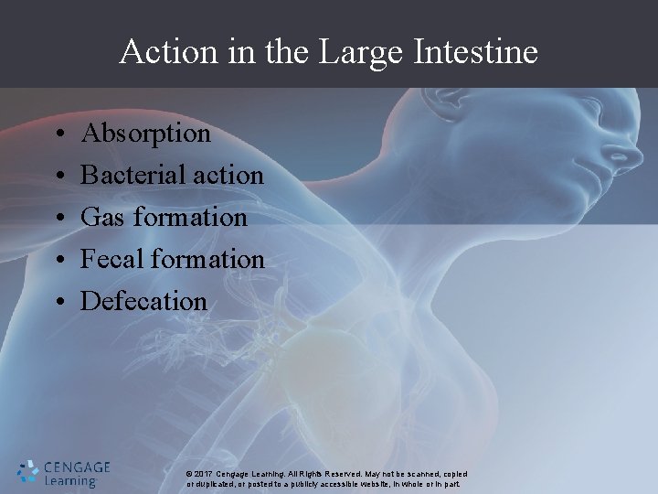 Action in the Large Intestine • • • Absorption Bacterial action Gas formation Fecal